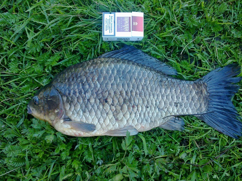 Женя Пась фотография #26