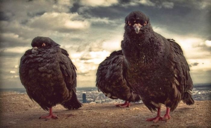 Фарид Гайсин фотография #28