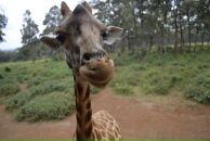 Фотография Корнео Юли