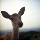 Нина Ечина фотография #12 (источник - https://vk.com/id192165)