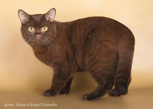 №18, Марина Котова, Тольятти №18, Марина Котова, Тольятти
