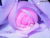 Фотография Красильниковой Ольги