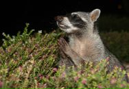 Фотография Афанасенко Елизаветы