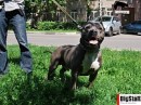 Tayson Pitbul=jermani фотография #7 (источник - https://vk.com/id70604395)