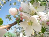 Фотография Киреевой Ольги