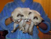 Фотография Царевой Екатерины