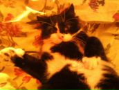 Фотография Забурдаева Николая