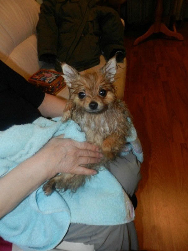 Симба Шпиц фотография #13