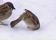 Світлана Блашко фотография #49 (источник - https://vk.com/id50099462)