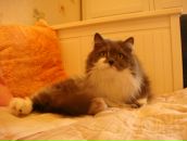 Иван Амельченко фотография #49 (источник - https://vk.com/id684343)