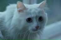 Фотография Земскова Диана