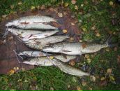 Сергей Корнеев фотография #27 (источник - https://vk.com/id1681972)