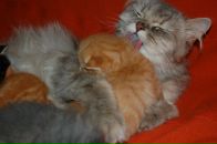 Кіріл Петрук фотография #36 (источник - https://vk.com/id2620559)