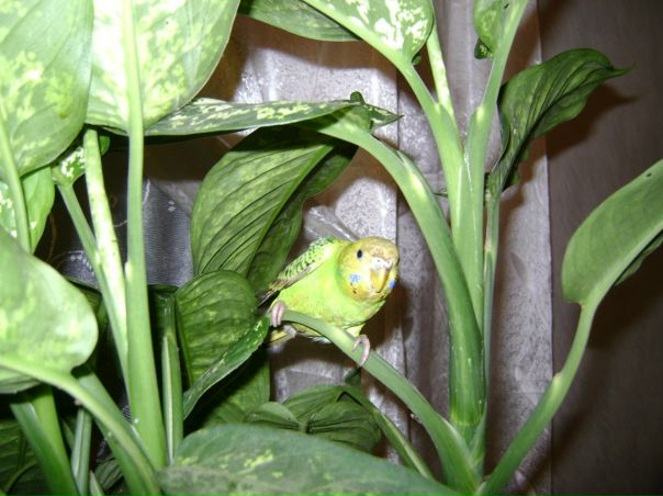 №10, Таня Гертель №10, Таня Гертель