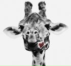 Фотография Костюченко Анюты