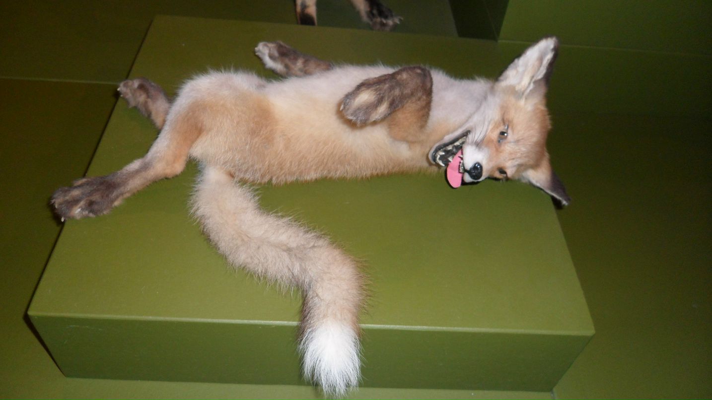 Антон Сергеевич фотография #31