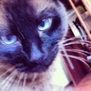 Фотография Воробьёвой Алины