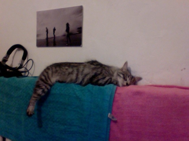 Сима Ли фотография #32