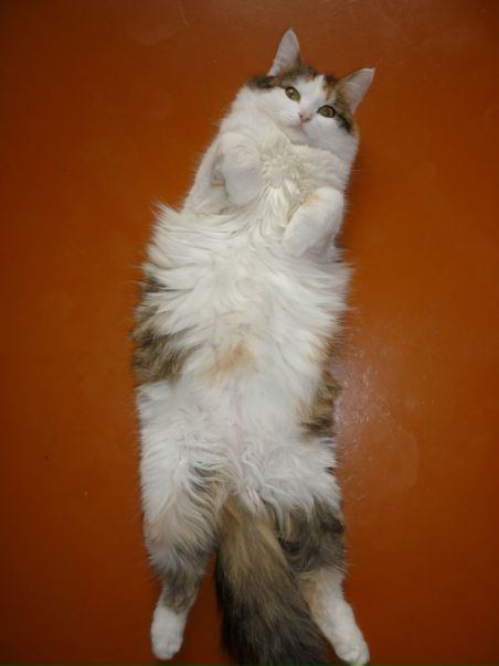 №3, Ольга Щетникова, 39 лет, Новосибирск №3, Ольга Щетникова, 39 лет, Новосибирск