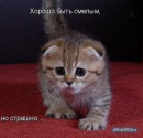 Death Kid фотография #23 (источник - https://vk.com/id126867922)