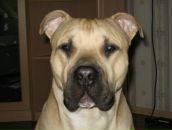 Фотография Газиева Анвара