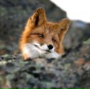 Фотография Бутолиной Олеси