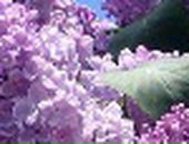 Елена Лебедева фотография #45 (источник - https://vk.com/id78795101)