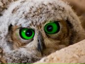 Фотография Сергеевны Эвелины