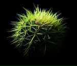 Тома Тамара фотография #15 (источник - https://vk.com/id2142229)