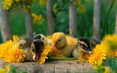 Ангелінка Флора фотография #33 (источник - https://vk.com/id155538338)