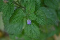 Соломія Скорик фотография #37 (источник - https://vk.com/id6372863)