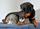 Марія Угорська фотография #31 (источник - https://vk.com/id157263525)