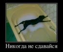 Діма Тремель фотография #17 (источник - https://vk.com/id154574488)