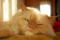 Фотография Королева Алексея