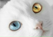 Фотография Ratner Waikiki