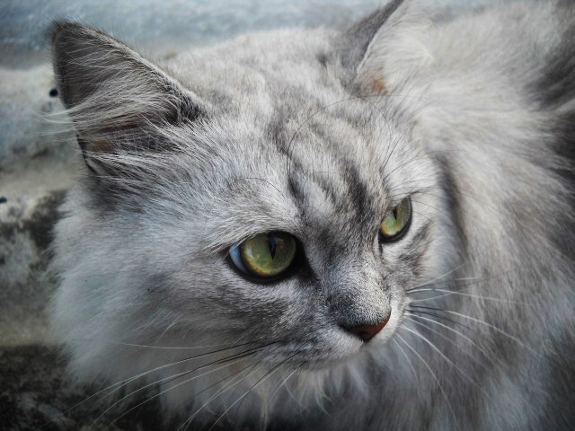 Софья Чучаева фотография #11