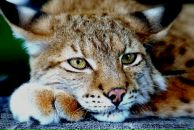 Фотография Перминовой Марии