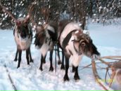 Фотография Устишенковой Танюхи