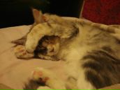 Сергей Орлов фотография #35 (источник - https://vk.com/id2349993)