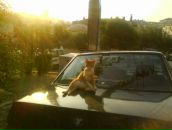 Boncuk Boncuk фотография #13 (источник - https://vk.com/id93107984)