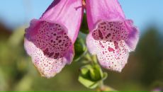 Дмитрий Крамарев фотография #14 (источник - https://vk.com/id274882)