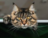 Фотография Храмцовой Екатерины