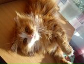 Фотография Остапцов Дмитрий