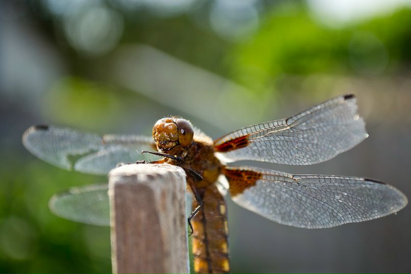 Антон Девяткин фотография #42