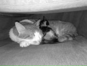 Фотография Котовой Анастасии