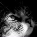 Фотография Чистякова Алексея