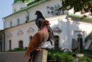 Ігор Кравець фотография #26 (источник - https://vk.com/id50509423)