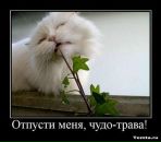 Ірринка Таранко фотография #13 (источник - https://vk.com/id14513633)