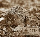 Фотография Фокина Александра