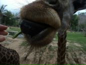 Francua *_*_* фотография #11 (источник - https://vk.com/id68343578)